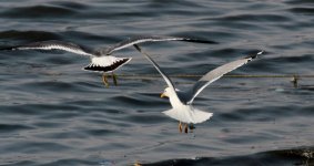 Common and Black-tailed Gull.jpg