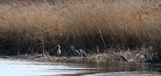 Grey Heron.jpg