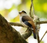 14-16 Kaeng Krachan-Silver-breasted Broadbill.jpg