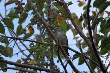 Yucatan Vireo_s.jpg