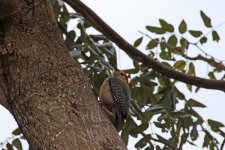 Golden-fronted Woodpecker_s.jpg