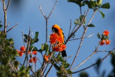 Hooded Oriole_s.jpg