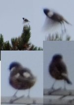 stonechat.jpg