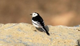 White Wagtail.jpg