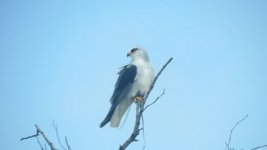 Black Shouldered Kite.jpg