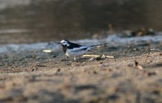 White Wagtail lugens.jpg