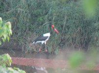 Saddle Backed stork.jpg