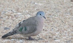 Emerald Spotted Wood Dove.jpg