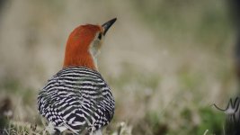 Red Headed Flicker.jpg