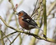 chaffinch.JPG