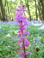 early purple orchid orchis mascula stockbury 210414xxx.jpg