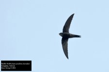 Pacific Swift.jpg