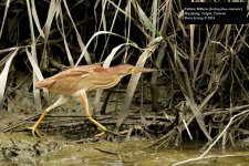 Yellow Bittern 2.jpg