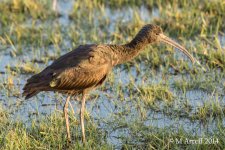 20140208-glossy-ibis-DSC03508_edited-1.jpg