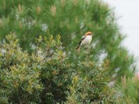 2014.04.19 Female Woodchat Shrike.JPG