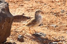 8041 berthelots pipit.JPG