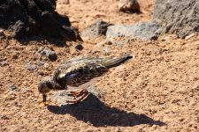 8105 turnstone.JPG