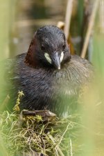 Little-Grebe-8BF.jpg