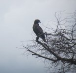 Brown Snake Eagle.jpg