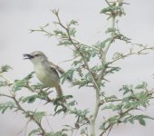 Tawny Flanked Prinia.jpg