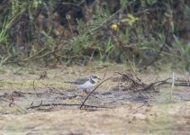 Little Ringed Plover.jpg