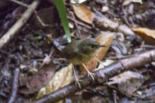 Siberian Blue Robin.jpg