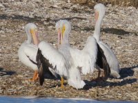 White Pelicans.jpg