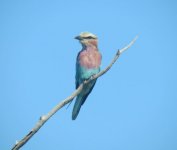 Lilac Breasted Roller.jpg