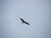 argaty kites.feb 2012 012.jpg