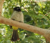 bulbul1a.jpg