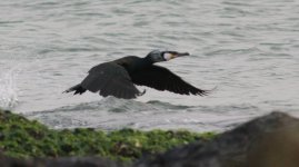 Cormorant 0832.jpg