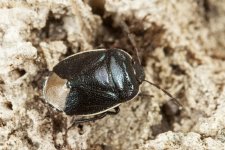 DownShieldbug(Canthophorus_impressus)WalkersHill.2014-04-17.jpg