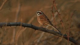 Meadow Bunting.jpg