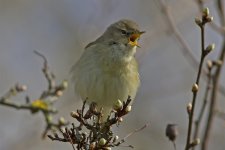 Chiffchaff.jpg