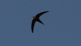 Pacific Swift.jpg