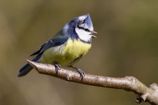 Blue Tit.jpg