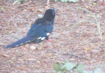 African Green Wood Hoopoe.jpg