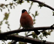 bullfinch.JPG