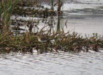 common sandpiper 013.jpg