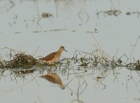 Marsh Sandpiper IND_3164.JPG