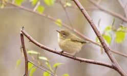 chiffchaff-wyre-1-080414.jpg