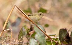 chiffchaff-wyre-2-080414.jpg