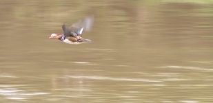 mandarin-m-severn-080414-fl.jpg