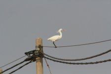 Chinese Egret 2.jpg