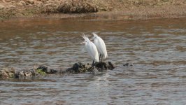 Chinese Egret 3.jpg