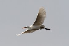 Chinese Egret.jpg