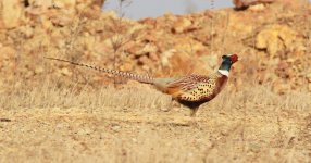 Common Pheasant.jpg