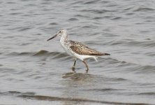 Common Greenshank.jpg