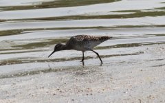 Wood Sandpiper.jpg