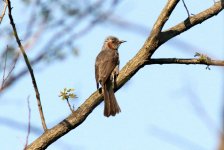 Brown-eared Bulbul.jpg